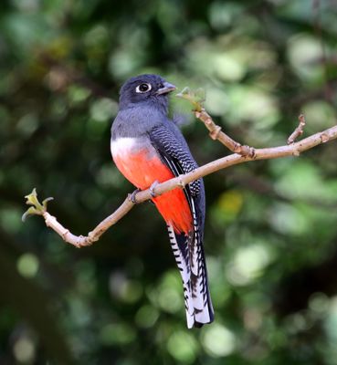 Blue-crowned Trogon - female_2976.jpg