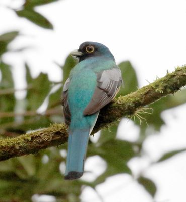 Green-backed Trogon - male_6102.jpg