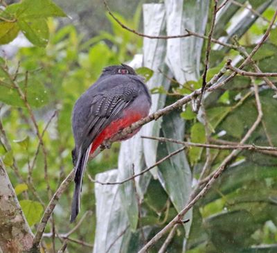 Surucua Trogon - female_4152.jpg