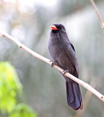 Black-fronted Nunbird_1254.jpg