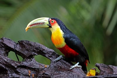 Red-breasted Toucan_2989.jpg