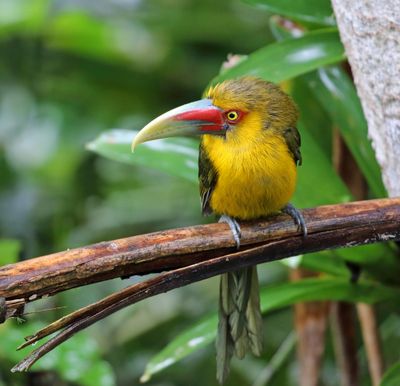 Saffron Toucanet_3005.jpg