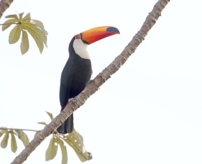 Toco Toucan_6809.jpg