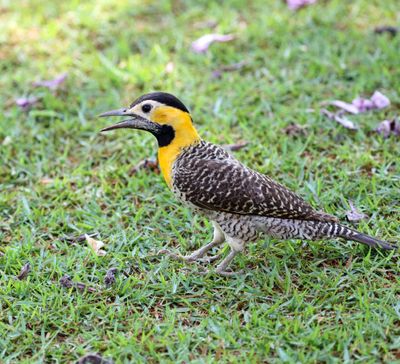 Campo Flicker - female_7008.jpg