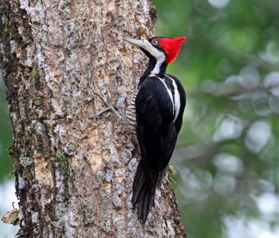 Lineated Woodpecker - female_2699.jpg