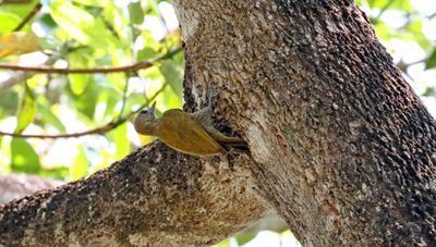 Little Woodpecker - female_0921.jpg