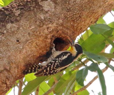 White-fronted Woodpecker - female_8455.jpg
