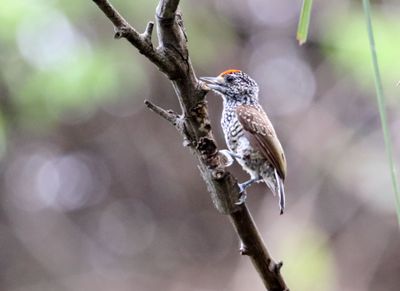 White-wedged Piculet - male_1624.jpg