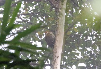 Yellow-browed Woodpecker - female_4346.jpg