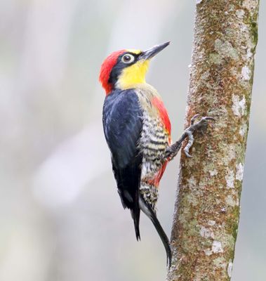 Yellow-fronted Woodpecker - male_3067.jpg