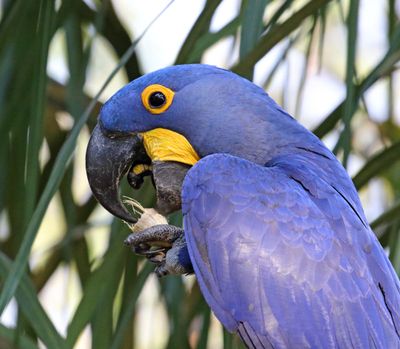 Hyacinth Macaw detail_9249.jpg