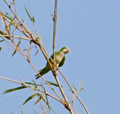 Monk Parakeet_8575.jpg