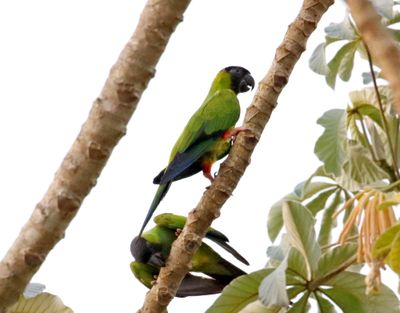 Nanday Parakeet_1142.jpg