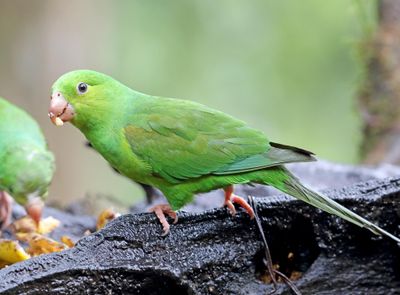 Plain Parakeet_3094.jpg