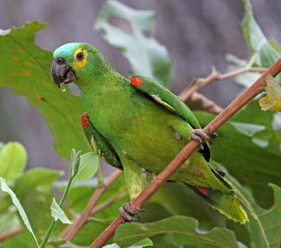 Turquoise-fronted Amazon_1797.jpg