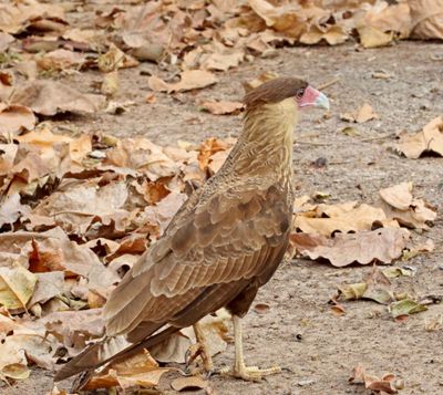 Crested Caracara - juvenile_1269.jpg