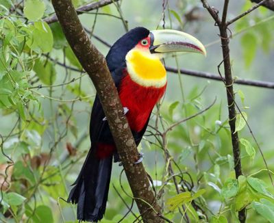 Red-breasted Toucan_4015.jpg