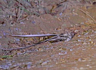 Long-trained Nightjar_5132.jpg