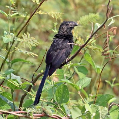 Smooth-billed Ani_9113.jpg