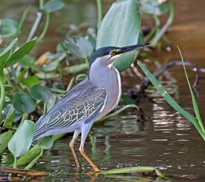 Striated Heron_9159.jpg