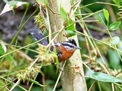 Ferruginous Antbird - male_6228.jpg