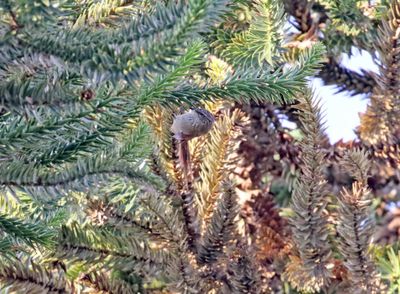 Araucaria Tit-Spinetail_5669.jpg