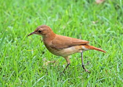 Argentina - Rufous Hornero_7265.jpg