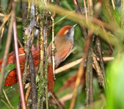 Rufous-capped Spinetail_4432.jpg