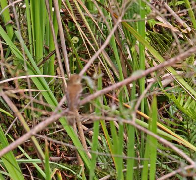 Bran-colored Flycatcher_6317.jpg