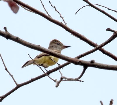 Brown-crested Flycatcher_1856.jpg