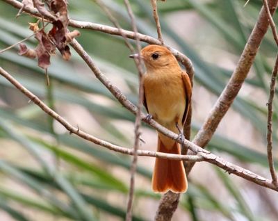 Rufous Casiornis_1645.jpg