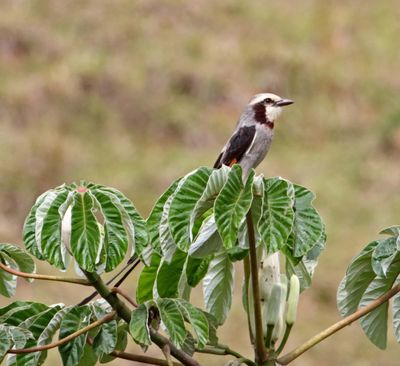 Streamer-tailed Tyrant_6167.jpg