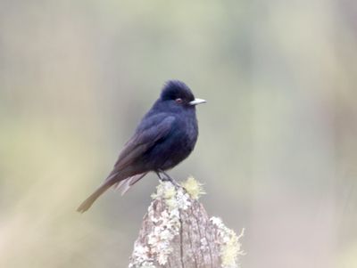 Velvety Black Tyrant - male_5986.jpg