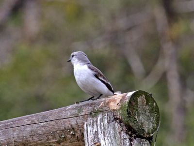 White-rumped Monjita_6029.jpg