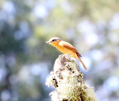 Chestnut-crowned Becard_4702.jpg