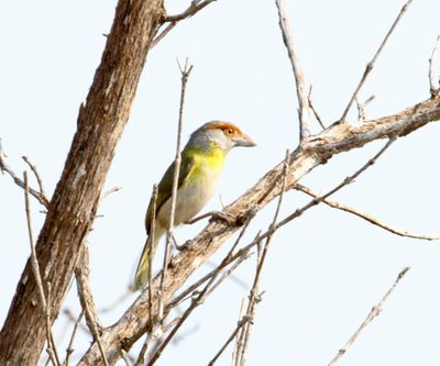 Rufous-browed Peppershrike_2790.jpg