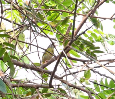 Ashy-headed Greenlet_1451.jpg