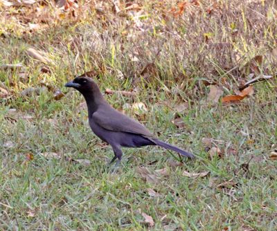 Purplish Jay_8289.jpg