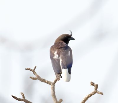 Curl-crested Jay_2806.jpg