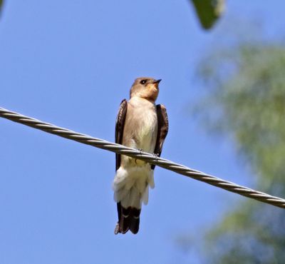 Southern Rough-winged Swallow_5941.jpg
