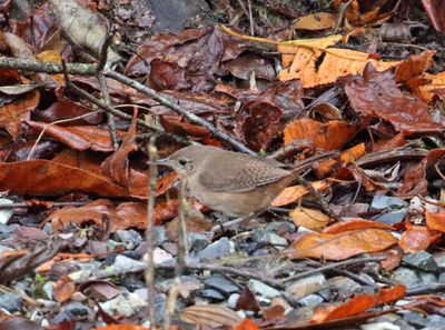 Southern House Wren_3841.jpg