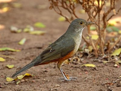 National & Territorial Birds