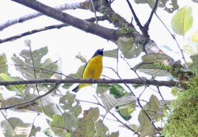 Purple-throated Euphonia - male_5273.jpg