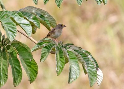 Grassland Sparrow_6221.jpg