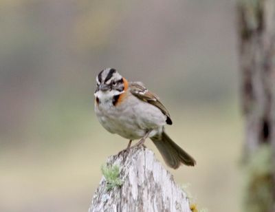 Rufous-collared Sparrow_5953.jpg
