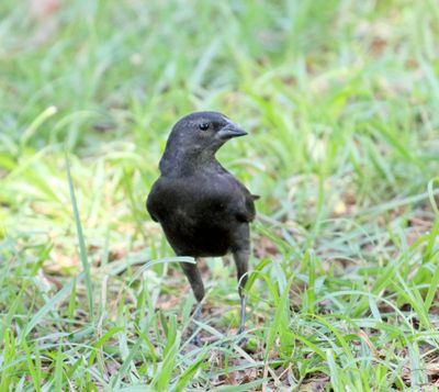 Chopi Blackbird_7057.jpg