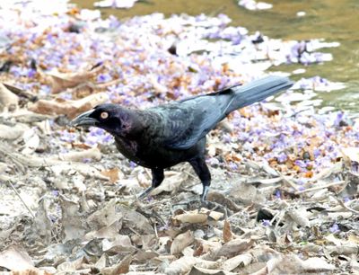 Giant Cowbird_1662.jpg