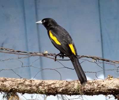 Golden-winged Cacique_4735.jpg