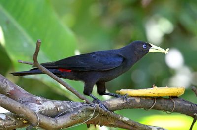 Red-rumped Cacique_5088.jpg