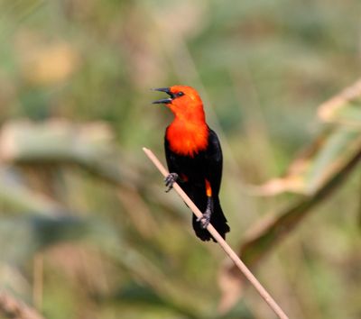 Scarlet-headed Blackbird_2164.jpg